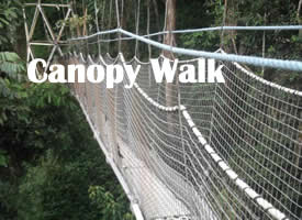 Canopy Walk in Rwanda