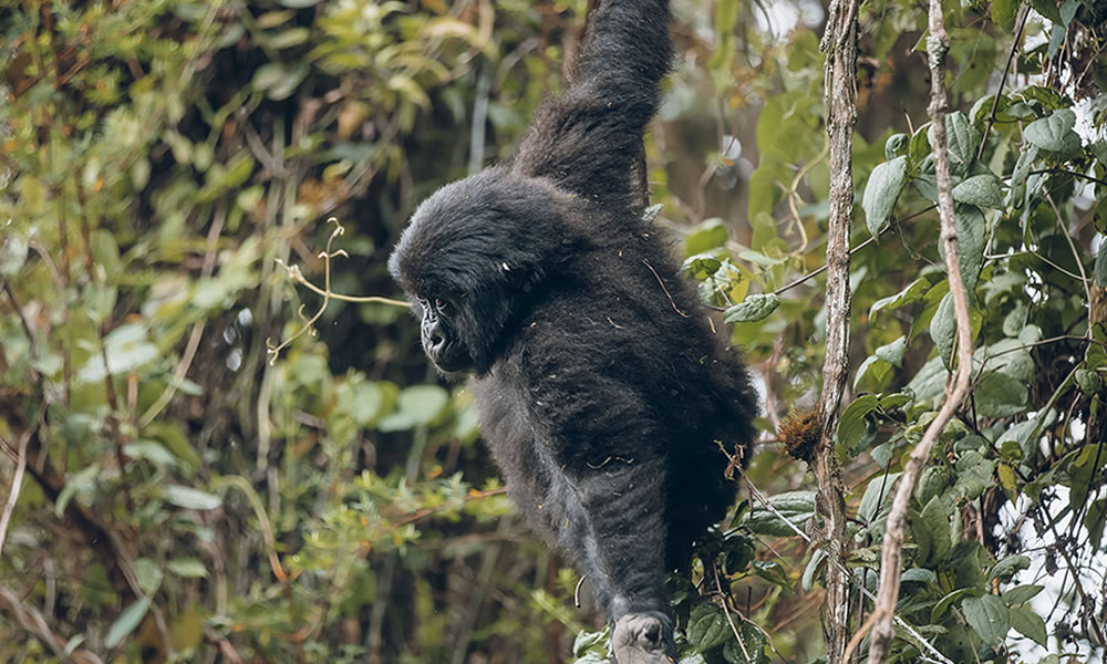 Rwanda Safari Car Hire, Self Drive in Kigali: Kwita Izina Prep & Luxury Car Rental