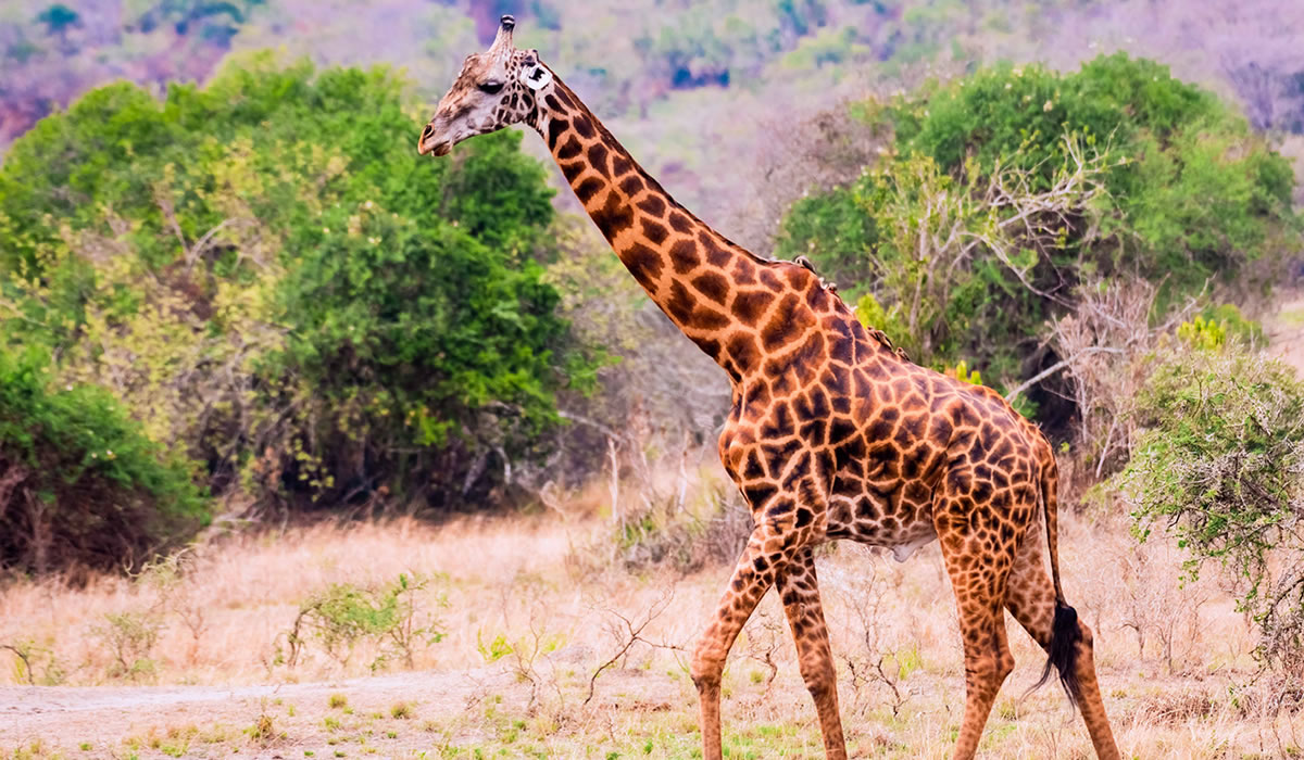 Akagera National Park