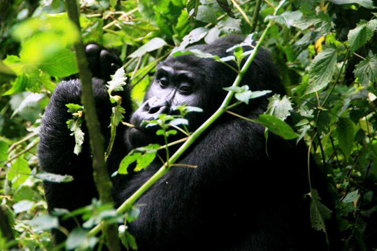 3 Days Gorilla Trekking Uganda