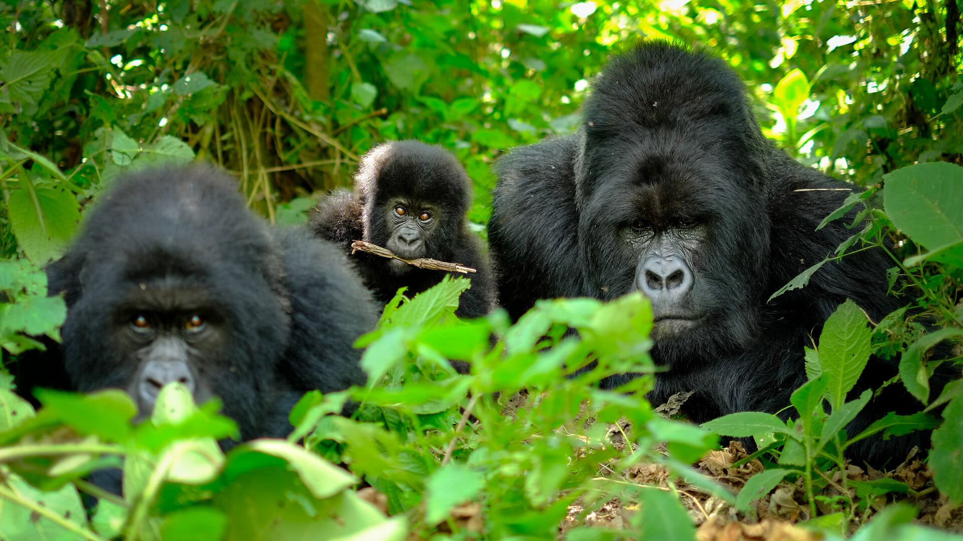 5 Days Rwanda Gorilla Trek