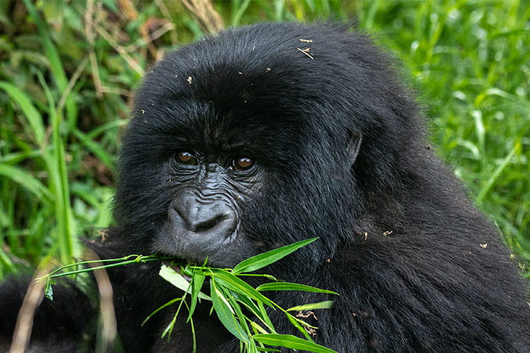 7 Days Rwanda-Uganda gorilla trekking safari