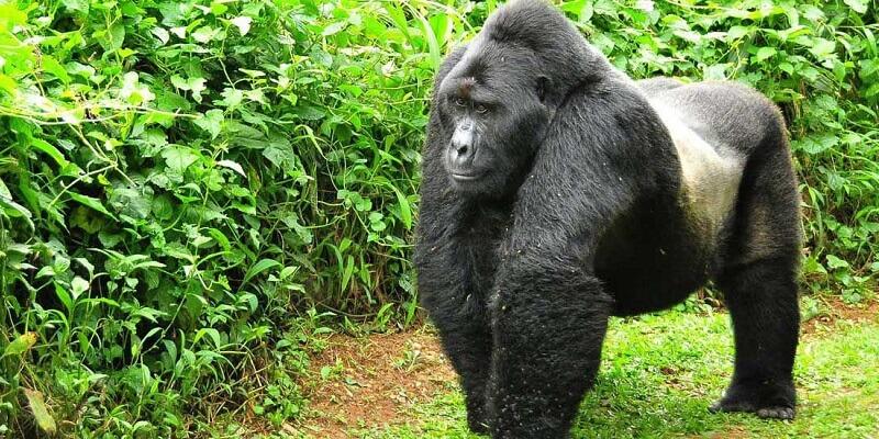 1 Day Rwanda Gorilla Trekking
